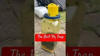 Amazon Fly Trap #amazonfinds #fly #trap #summer #fyp