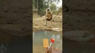 Watch How a Langur Jumped Across a Big River to Take a Biscuit 🐒🌊🍪