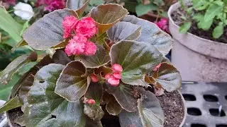 Begonia de az&uacute;car reproducci&oacute;n y sus cuidados 