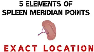 5 Elements of Spleen Meridian Points I Exact Location