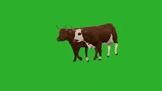 LOOK!! Both cows walking on green screen no copyright without sounds #cow