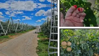 DESCUATE CON TIJERA ✂️ (MANZANA HONEYCRISP) 🍎🍏 - CUTTING WITH SCISSORS (HONEYCRISP APPLE) 🍎