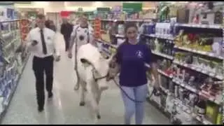 DUMFRIES & GALLOWAY FARMERS WALK COW INTO DUMFRIES MORRISONS TO RAISE AWARENESS OF MILK PRICES