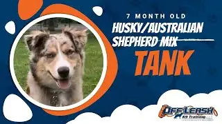 7 Month Old Husky/Australian Shepherd Mix, Tank | Advanced Obedience | Upstate NY Dog Trainers