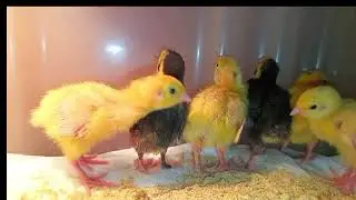 Cute baby quail eat and play🤣🐥🐣🔥