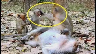 Why ! Why no reason ! Baby Timo hurt cry loudly got bite by Jill behind mom Tima.