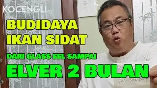 BUDIDAYA IKAN SIDAT DARI GLASS EEL SAMPAI ELVER 2 BULAN