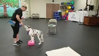 Dog Training Front Foot Target