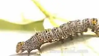 Close-up Caterpillar Footage