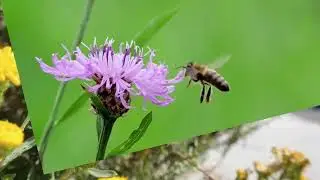 Bee Sting Can Kill You.Bee Safety & Awareness.Why Bees Are Dangerous and Important at the Same Time.