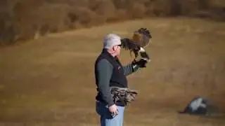 Teatown Hudson River EagleFest
