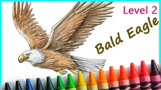 Easy way to draw Bald Eagle Step by Step for Level 2 Students