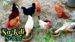 Ducks oR other birds food enjoy evening party @ToonyDucky @hungrybirds4803 @ThatsAmazingShorts 