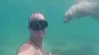 Dance with Sea Lions
