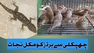 Chipkali(Lizard) k hamle se Finch lovebirds ko kese bachye.November 3, 2022