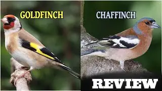 Review / Goldfinch Vs. Common chaffinch / Which one is better? (HD)