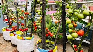 Easy Way To Grow Tomato Plant In Sacks / Growing Tomatoes on Rooftop #Rooftopgarden #plantlover