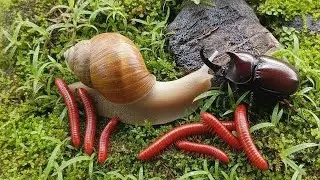Macro Magic : The Incredible World of Millipedes, Beetles and Snails #Insects #educationalinsects