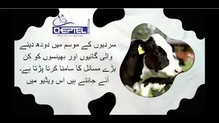 Major Winter Problems Faced by Dairy Cows and Buffaloes