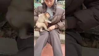 The baby monkey, seeing its mother wearing a coat, hugged her tightly to keep warm.😚so cute