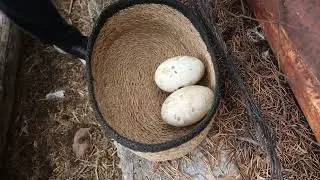 Yağmurdan Sonra Biriken Yumurtalarımızı Topladık. Kaz ve Tavuk Yumurtalarımız Çok İyi!