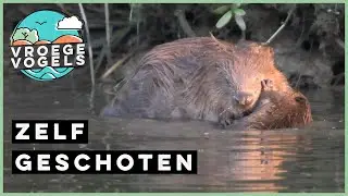 Bever met haar twee jongen | Zelf Geschoten | Vroege Vogels