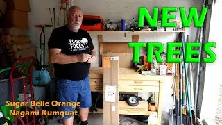 Unboxing Sugar Belle Orange from Brite Leaf Nursery #florida #foodforest #gardening