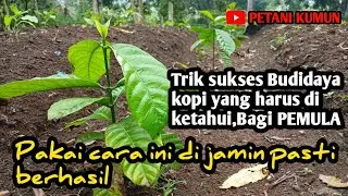 Sukses  bercocok tanam kopi bagi pemula..