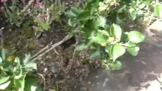 Dwarf Fruit Trees 'Stepover Shape'