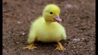 Must Be a Duck (Copyright free music)