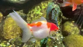 Fancy Goldfish 
