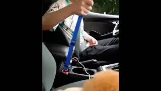 Adjustable Car Pet Safety Belt