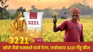 एग्रोस्टार 3221 गेँहू बीज चुनिए, शानदार उपज पाएं! #agrostar #wheat #gehu