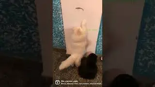 Fake lizard prank on cats|Funny #shorts #prank #cats