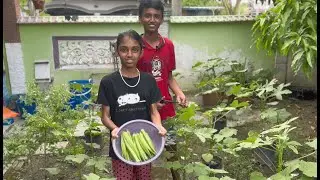 Vegetable Garden Tour | Grow Vegetables at Home | Kitchen Gardening | Small Space Gardening
