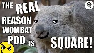 The Real Reason Wombat Poo is Square