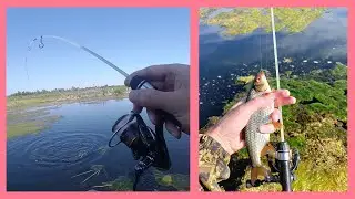Мормышинг в августе. Плотвиное эльдорадо. Стеклянный XUL.