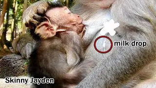 Skinny Jayden get success milk from mom, mom had a lots milk until drop down, Jayden try to get milk