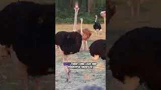 How Fast Can an Ostrich Run? #ostrichfacts #fastestbirds #amazinganimals