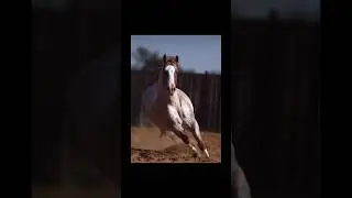 Blue or red roans?🔥✨Yes I am aware the last one is a bay roan.🫣 #horse#reining