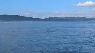 British Columbia Orca Pod 2