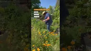 We plant flowers year-round in our mild climate. #gardeningtip #fallgardening #planting