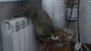 Pets.  Cats: Lika and the Kid. Part 2. Домашние любимцы. Кошки: Лика и Малыш.