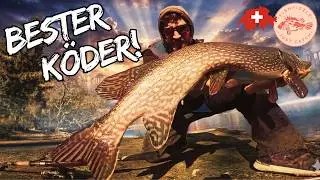 M&auml;chtige Raubfische fressen unsere Salmoniden im glasklaren Bergfluss! (Catch&Cook!) | FishFizzle