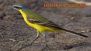 Birds - Birding in Thailand.   Eastern-yellow Wagtail
