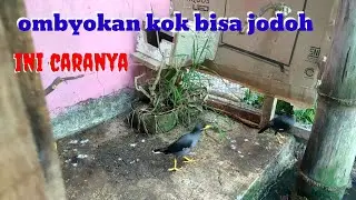 cara ternak burung jalak kebo dari ombyokan langsung jadi