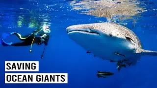How A Viral Whale Shark Video Transformed A Small Village