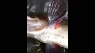 Deschutes Redside Trout