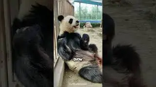 Discover Giant Panda #panda #pandabears #animals