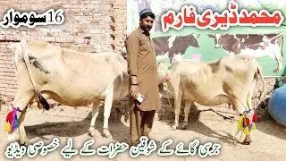 Pure Jarsey Cow Australian Fresian Cholistani HF cross breed cows Muhammad Dairy Farm !Ali Best 
